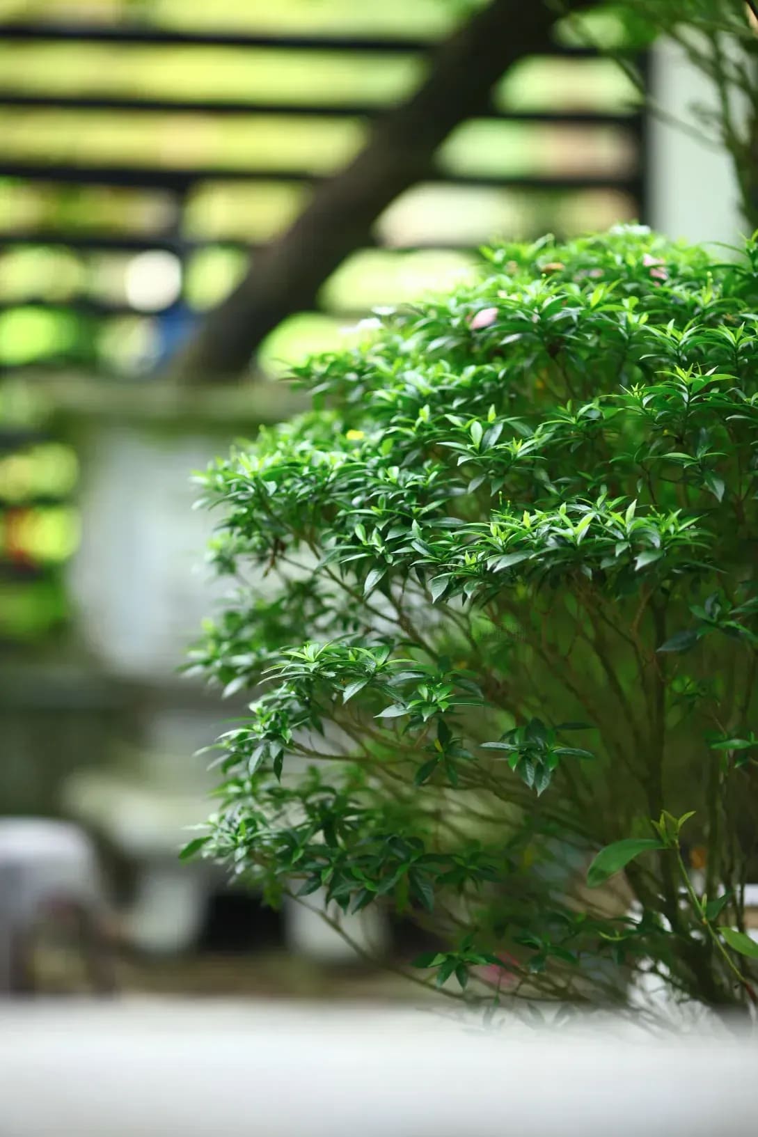 芝生の管理